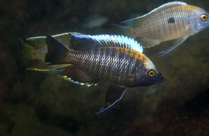 Copadichromis sp. 'yellow black lupingu' Lupingu